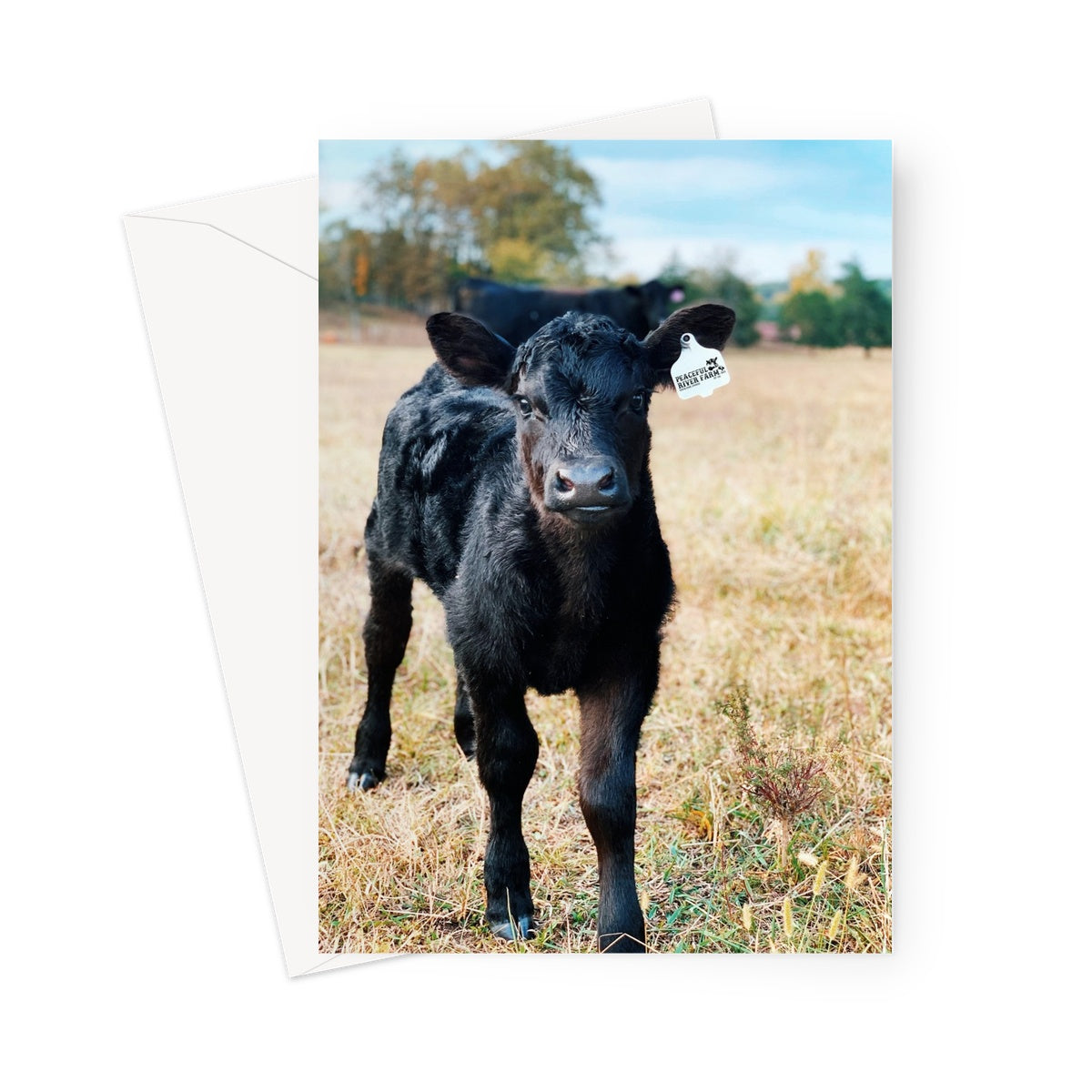 Calf Greeting Card