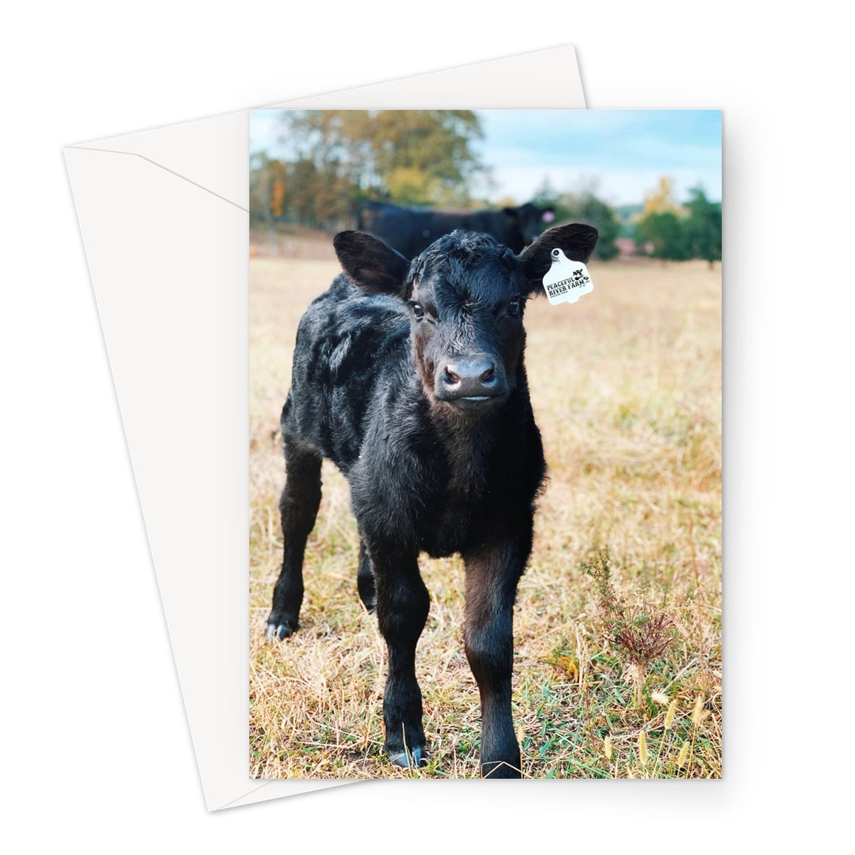 Calf Greeting Card
