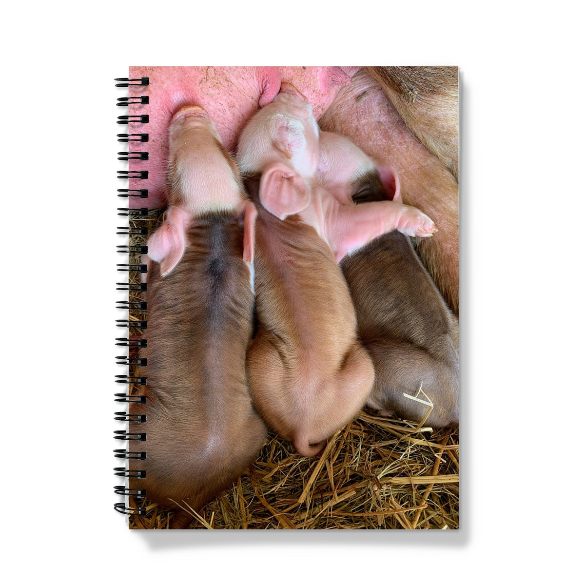 Three Little Pigs Notebook